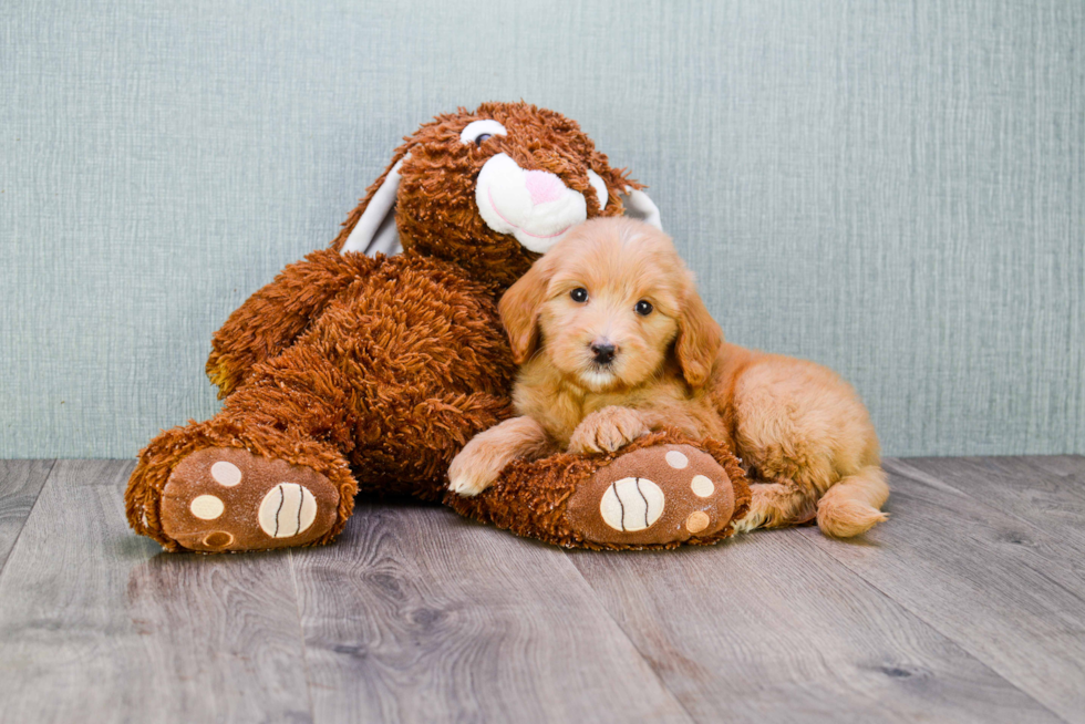 Smart Mini Goldendoodle Poodle Mix Pup