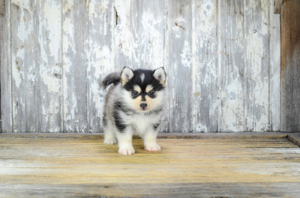 Sweet Pomsky Baby