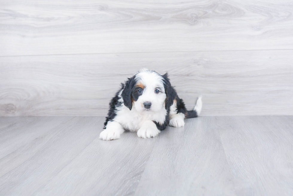 Energetic Bernadoodle Poodle Mix Puppy