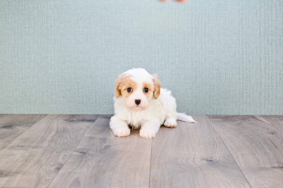 Cavachon Puppy for Adoption