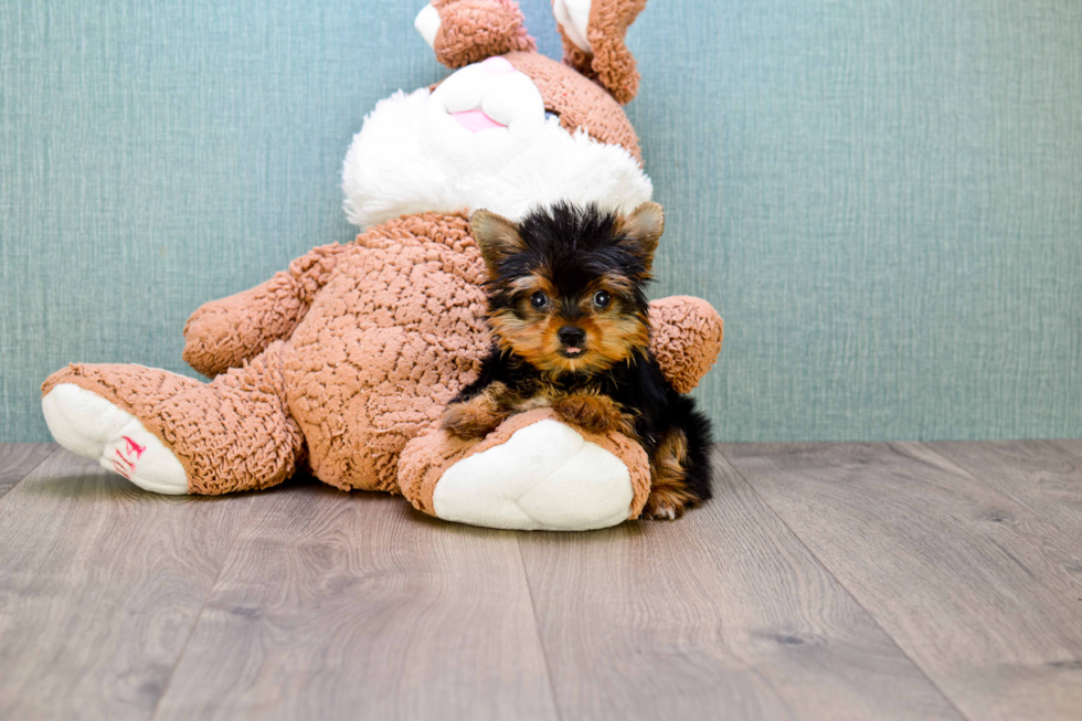 Meet Trigger - our Yorkshire Terrier Puppy Photo 