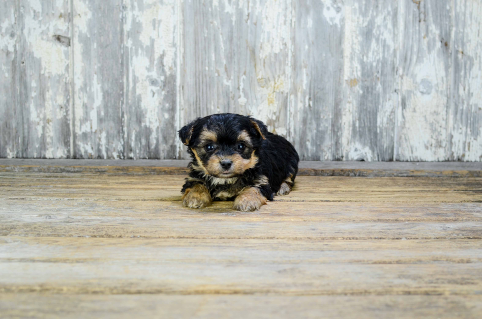 Smart Yorkie Poo Poodle Mix Pup