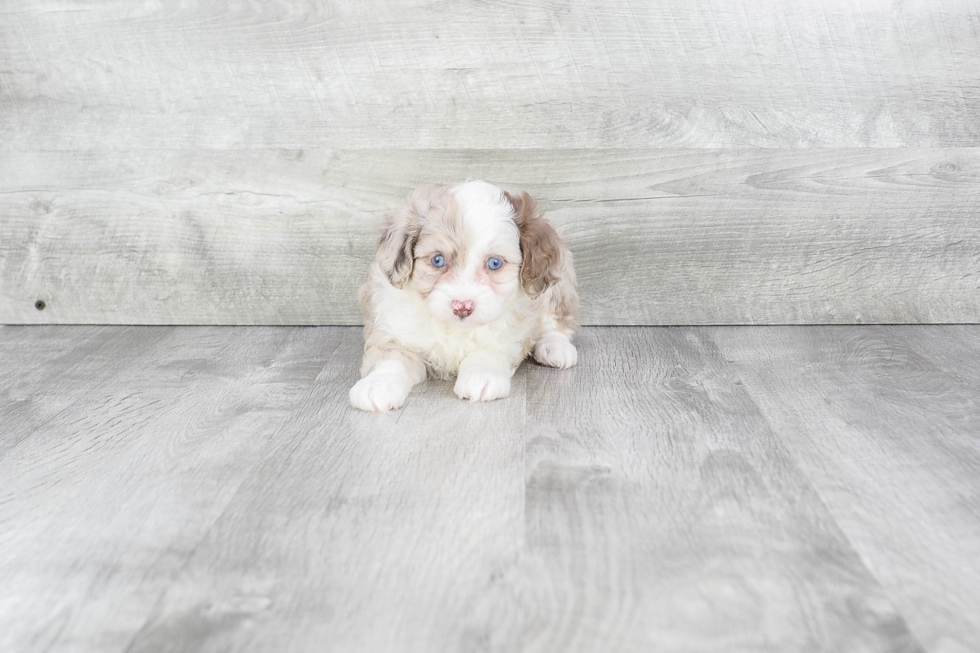 Little Aussiepoo Poodle Mix Puppy