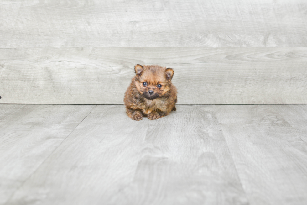 Sweet Pomeranian Purebred Puppy