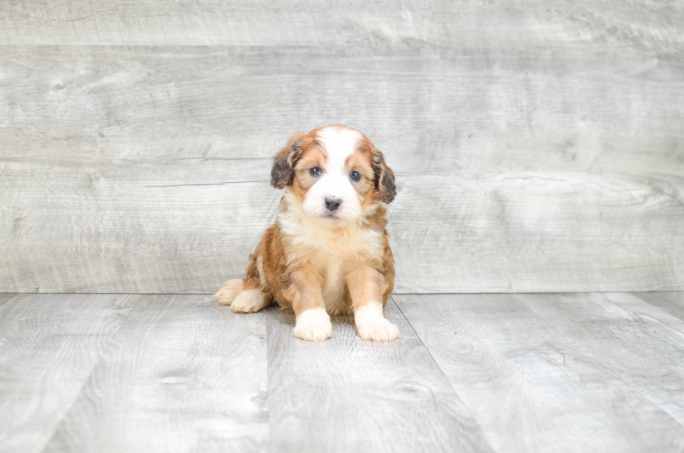 Smart Mini Bernedoodle Poodle Mix Pup