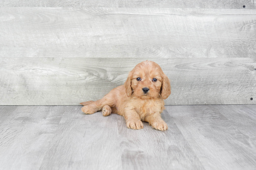 Cavapoo Puppy for Adoption