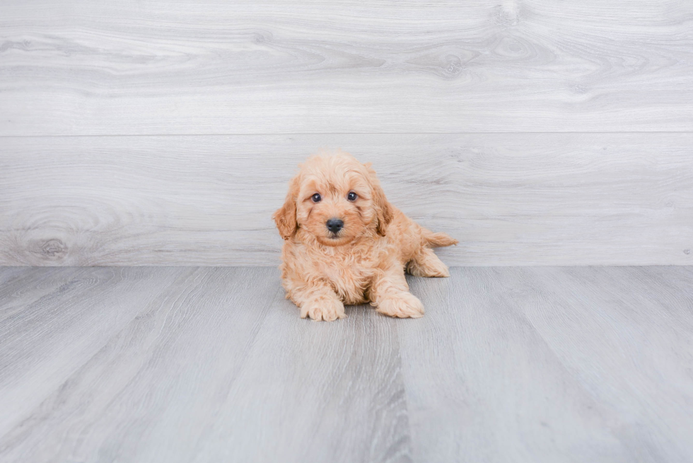 Happy Cavapoo Baby