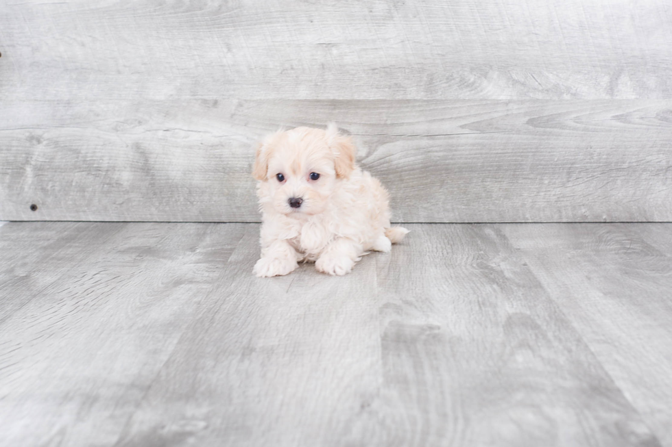 Maltipoo Puppy for Adoption