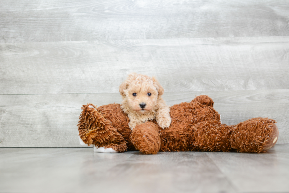 Sweet Maltipoo Baby