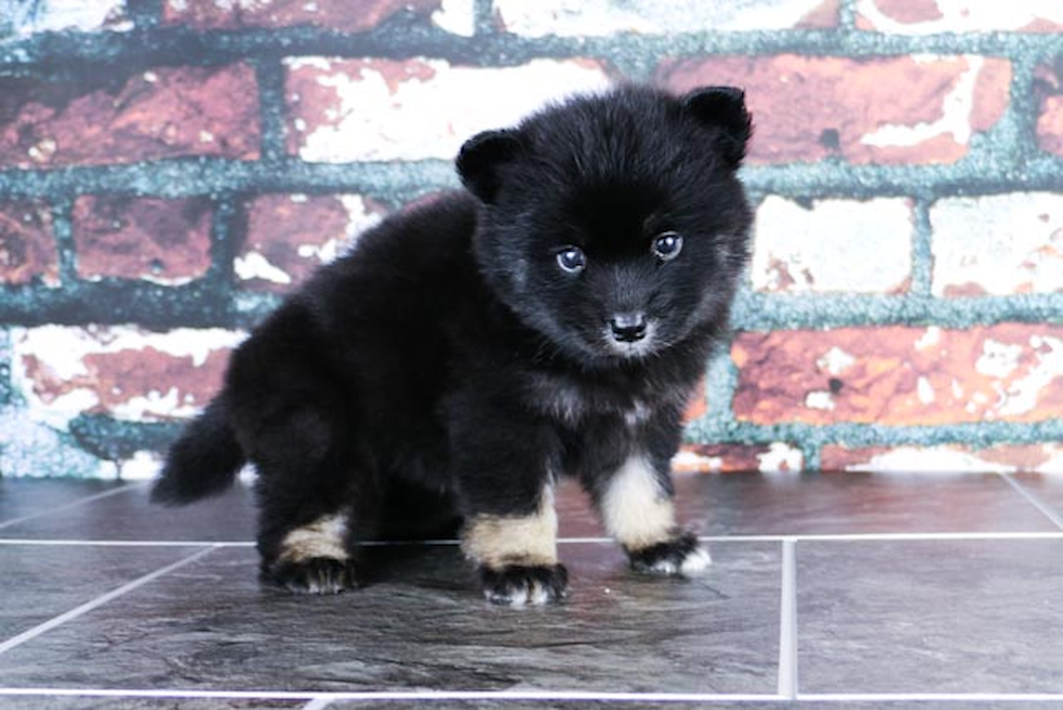 Best Pomsky Baby