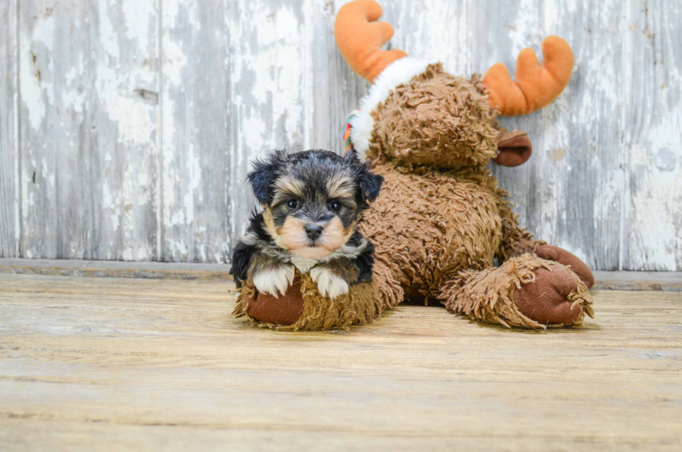 Best Morkie Baby