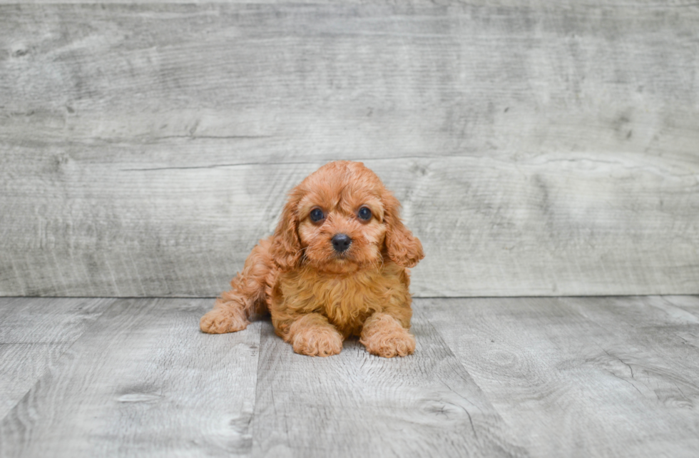 Best Cavapoo Baby