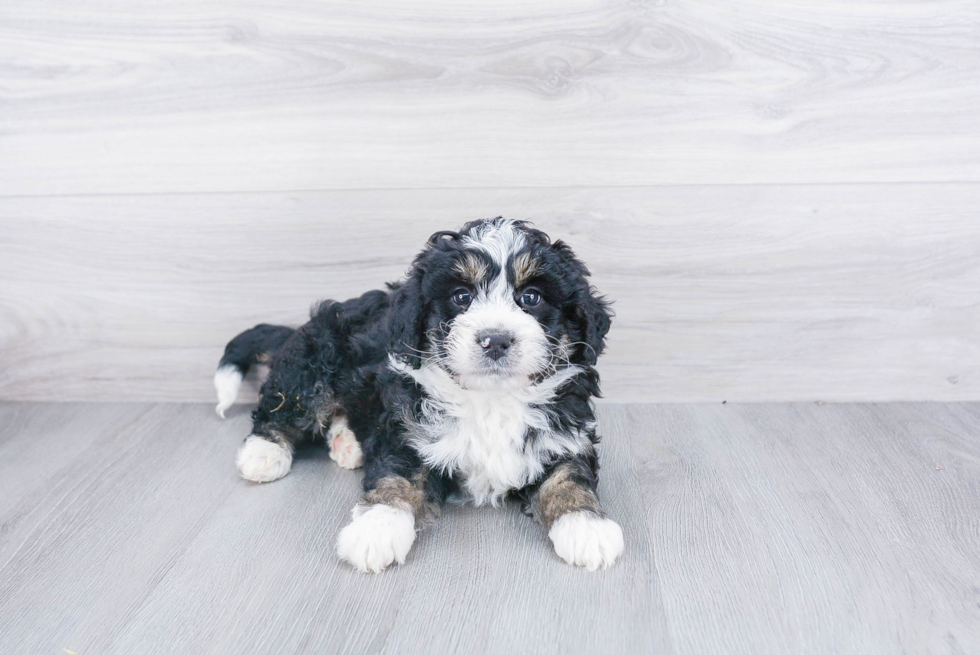 Popular Mini Bernedoodle Poodle Mix Pup