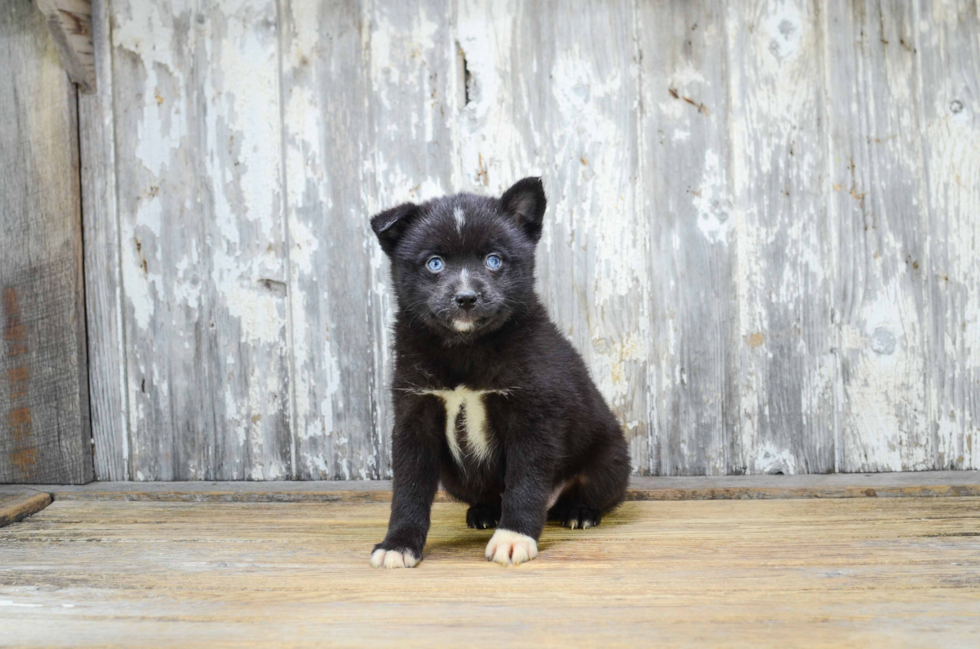 Popular Pomsky Designer Pup