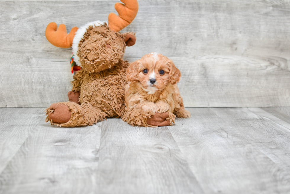 Cavapoo Puppy for Adoption