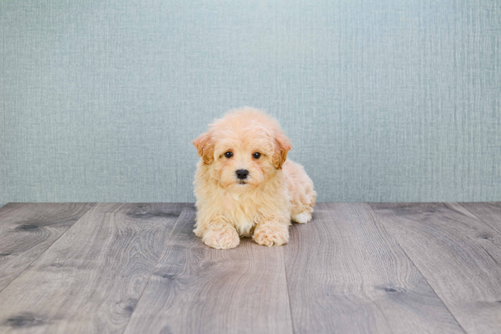 Best Maltipoo Baby