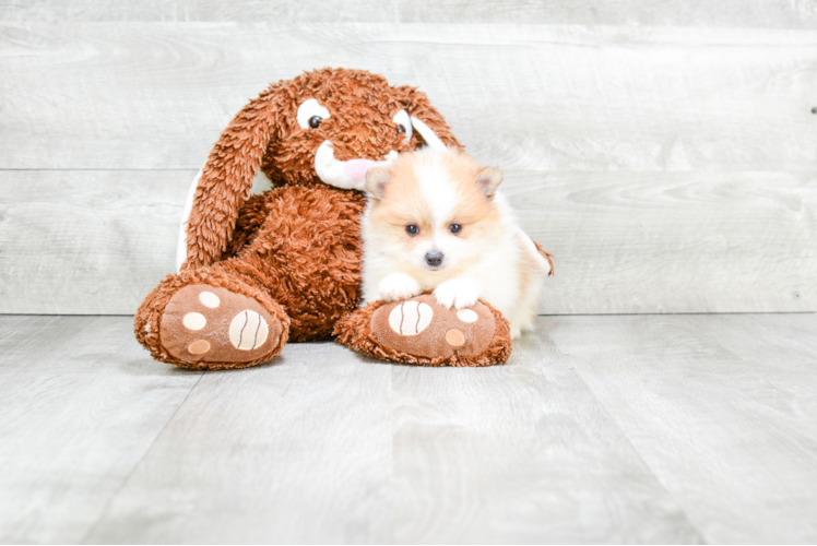 Pomeranian Pup Being Cute