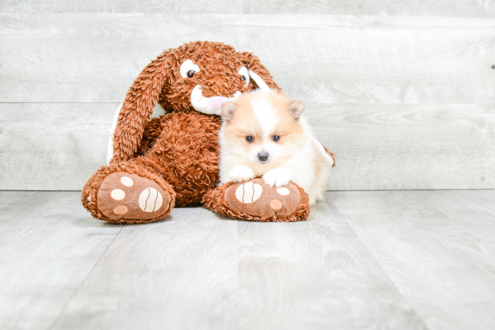 Pomeranian Pup Being Cute