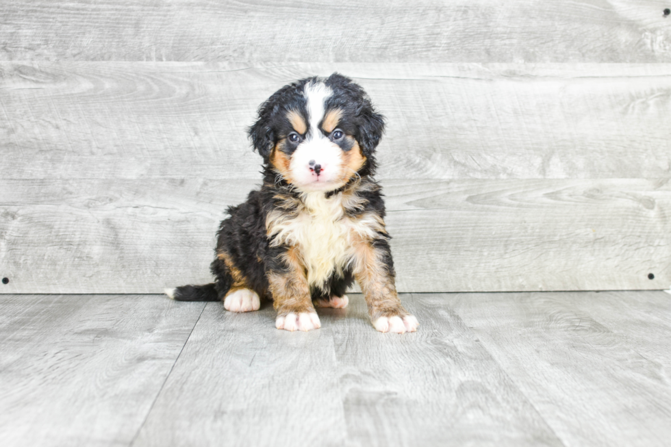 Happy Mini Bernedoodle Baby