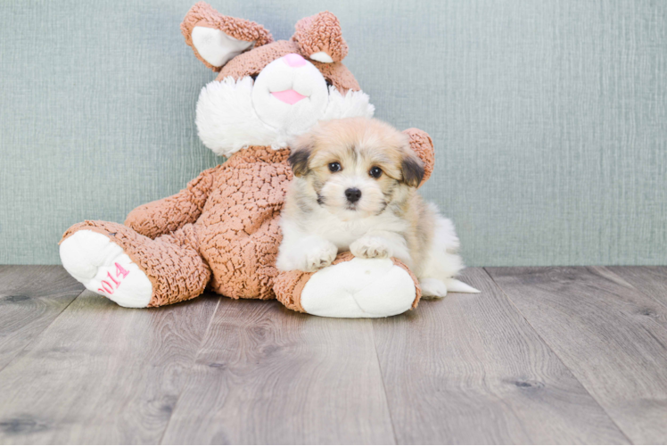 Playful Havanese Baby