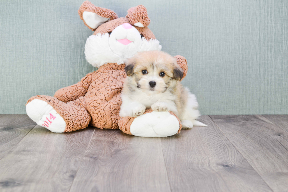 Playful Havanese Baby