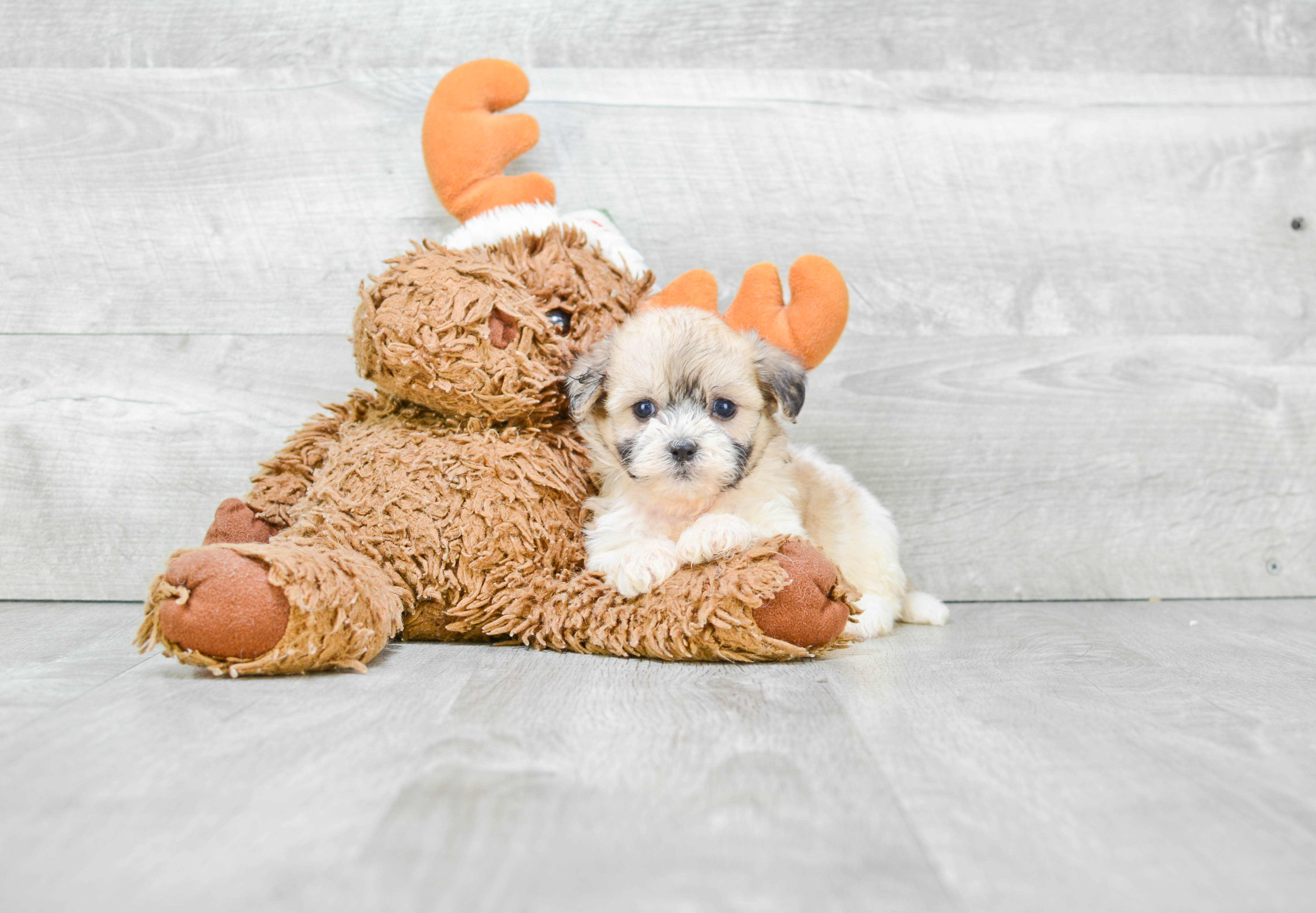 Small Teddy Bear Baby