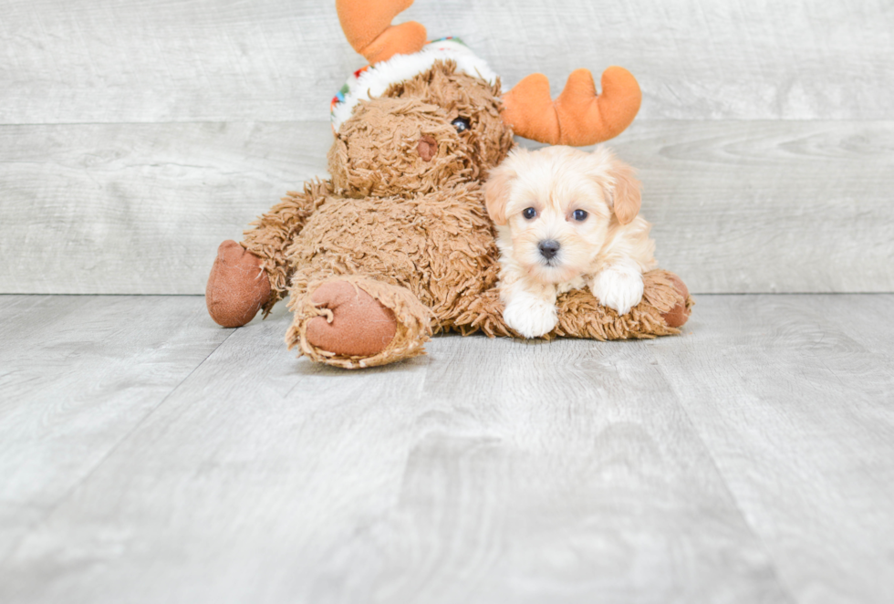 Cute Maltipoo Baby