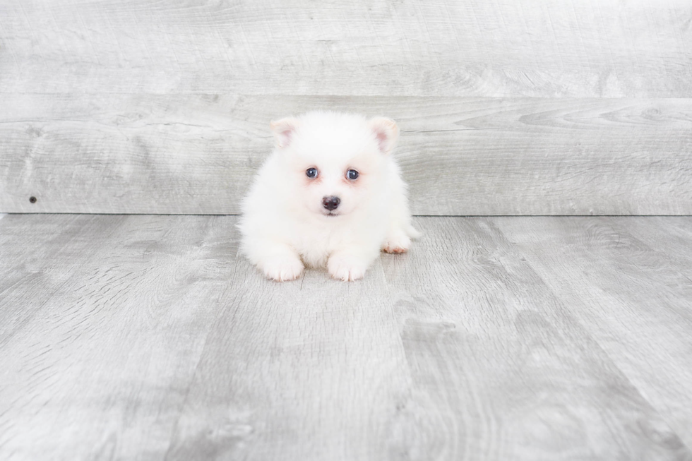 Small Pomeranian Purebred Pup