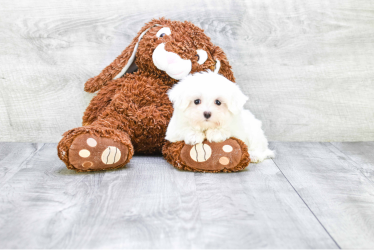 Funny Maltese Baby