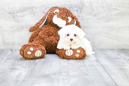 Funny Maltese Baby