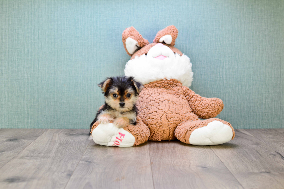 Morkie Pup Being Cute