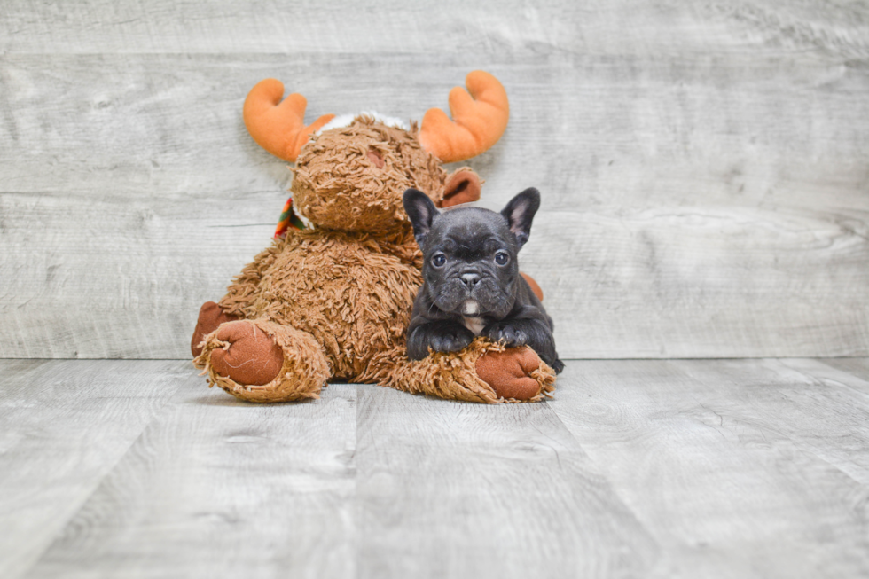 Energetic Frenchie Purebred Puppy