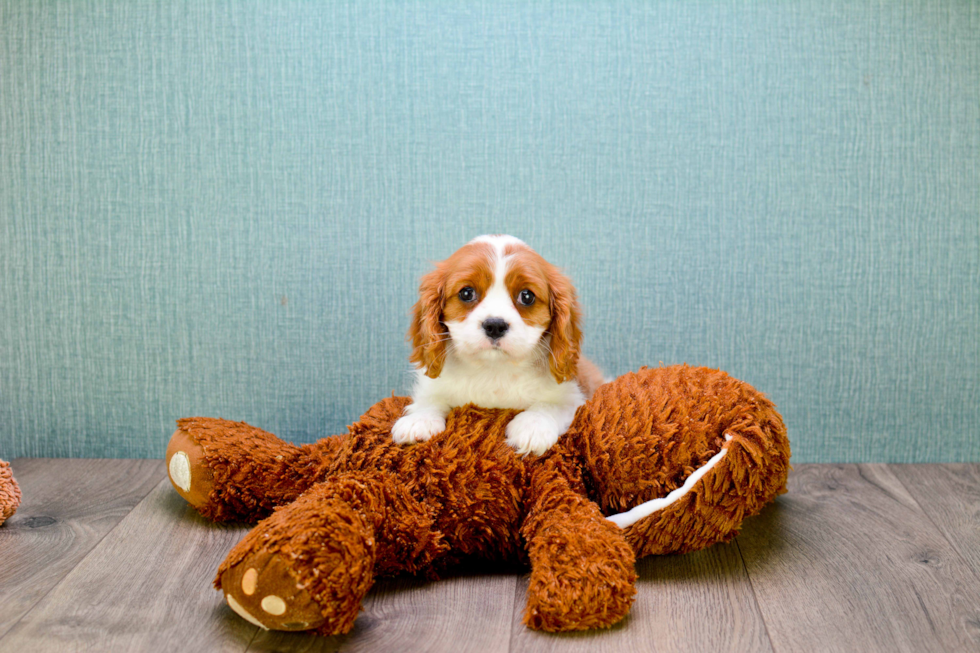 Cavalier King Charles Spaniel Puppy for Adoption