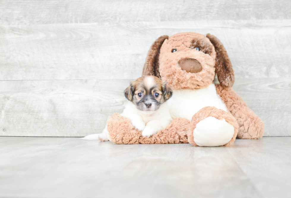 Best Havanese Baby