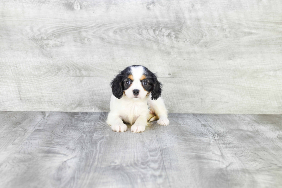 Little Cavalier King Charles Spaniel Baby