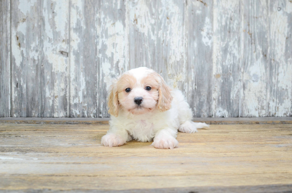 Cavachon Pup Being Cute