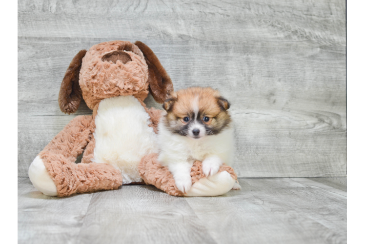 Friendly Pomeranian Purebred Pup