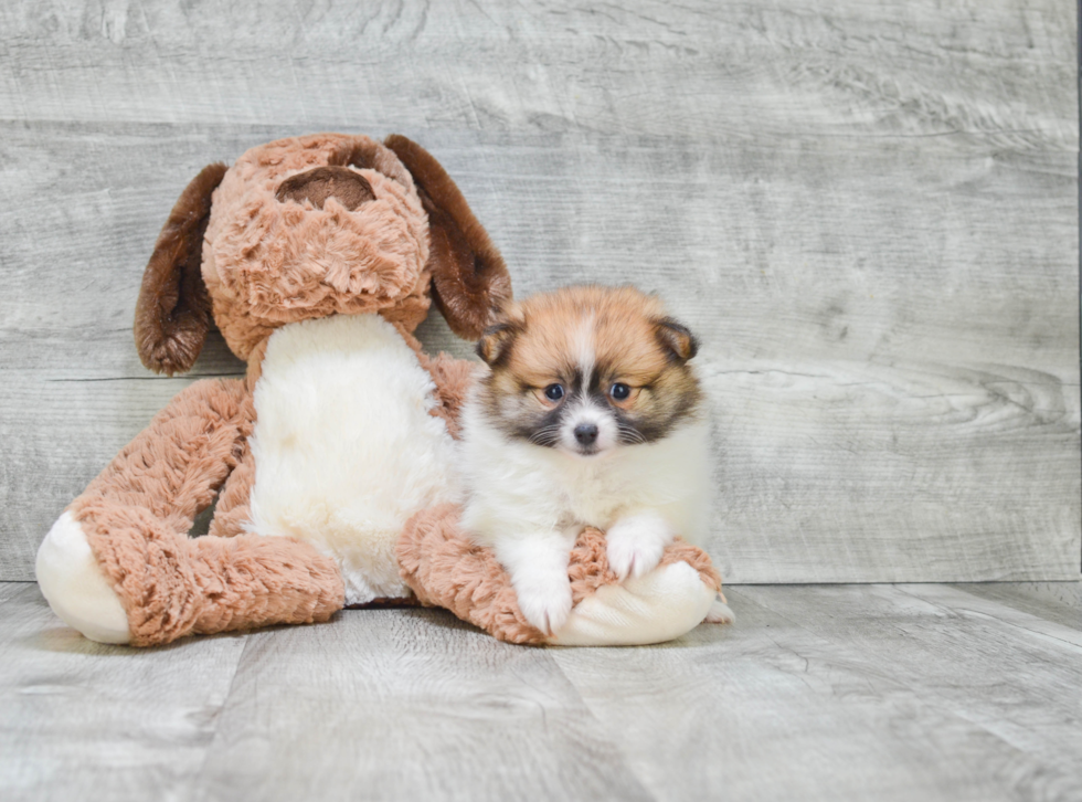 Friendly Pomeranian Purebred Pup