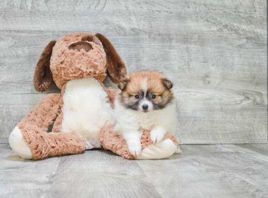 Friendly Pomeranian Purebred Pup