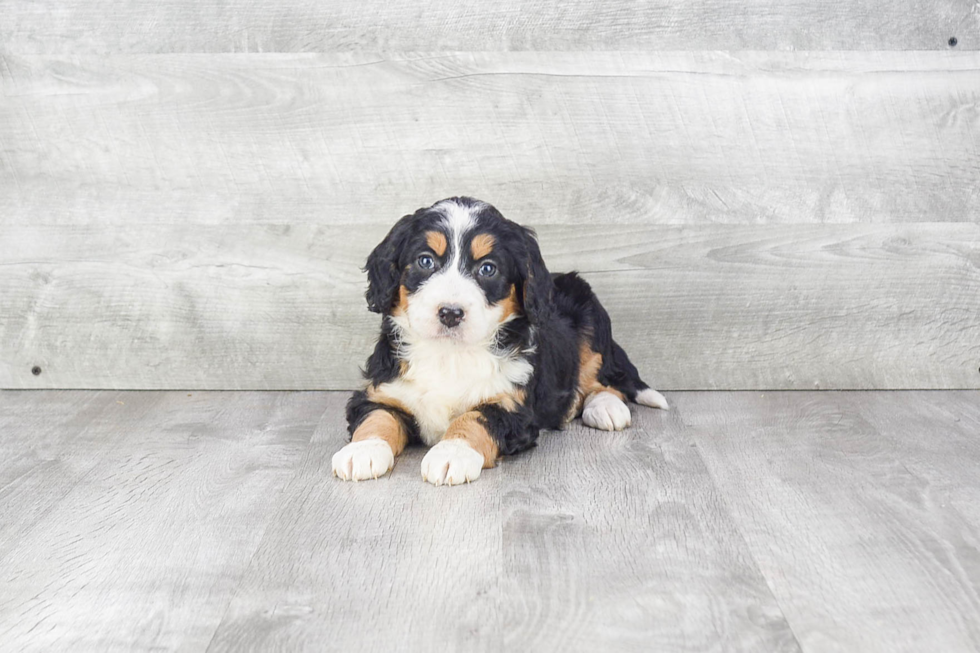 Mini Bernedoodle Puppy for Adoption