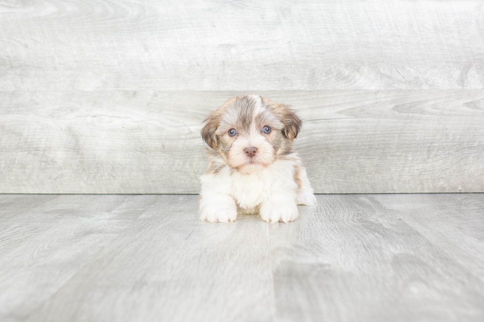 Havanese Puppy for Adoption