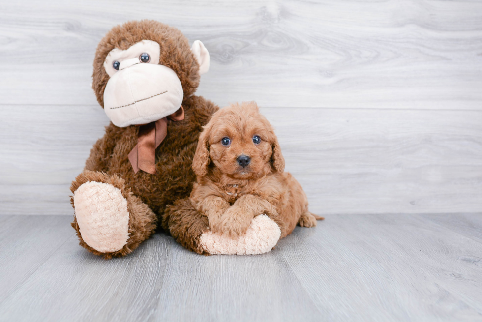 Cavapoo Puppy for Adoption