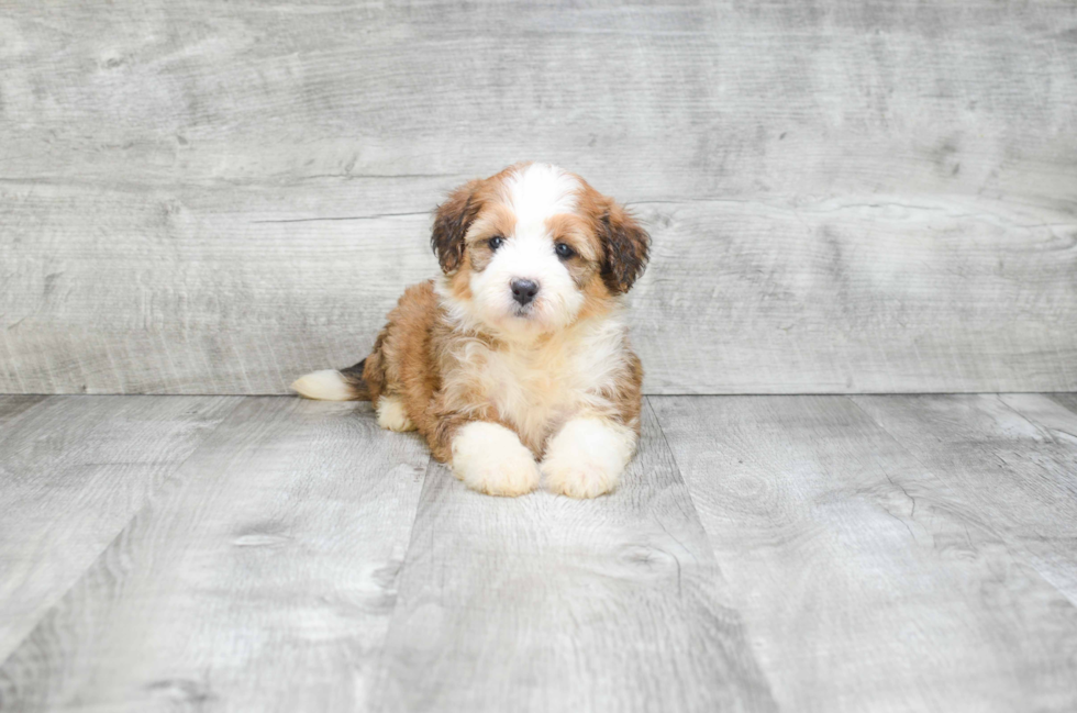 Best Mini Bernedoodle Baby