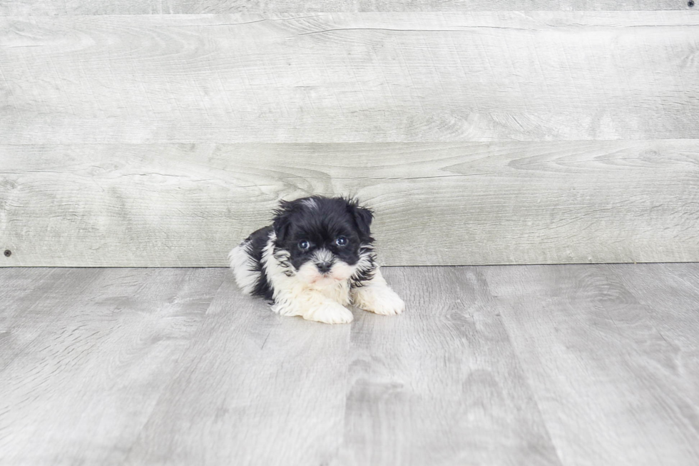 Best Havanese Baby