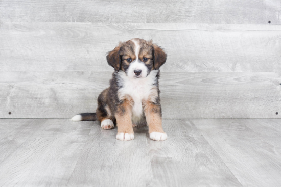 Adorable Bernadoodle Poodle Mix Puppy