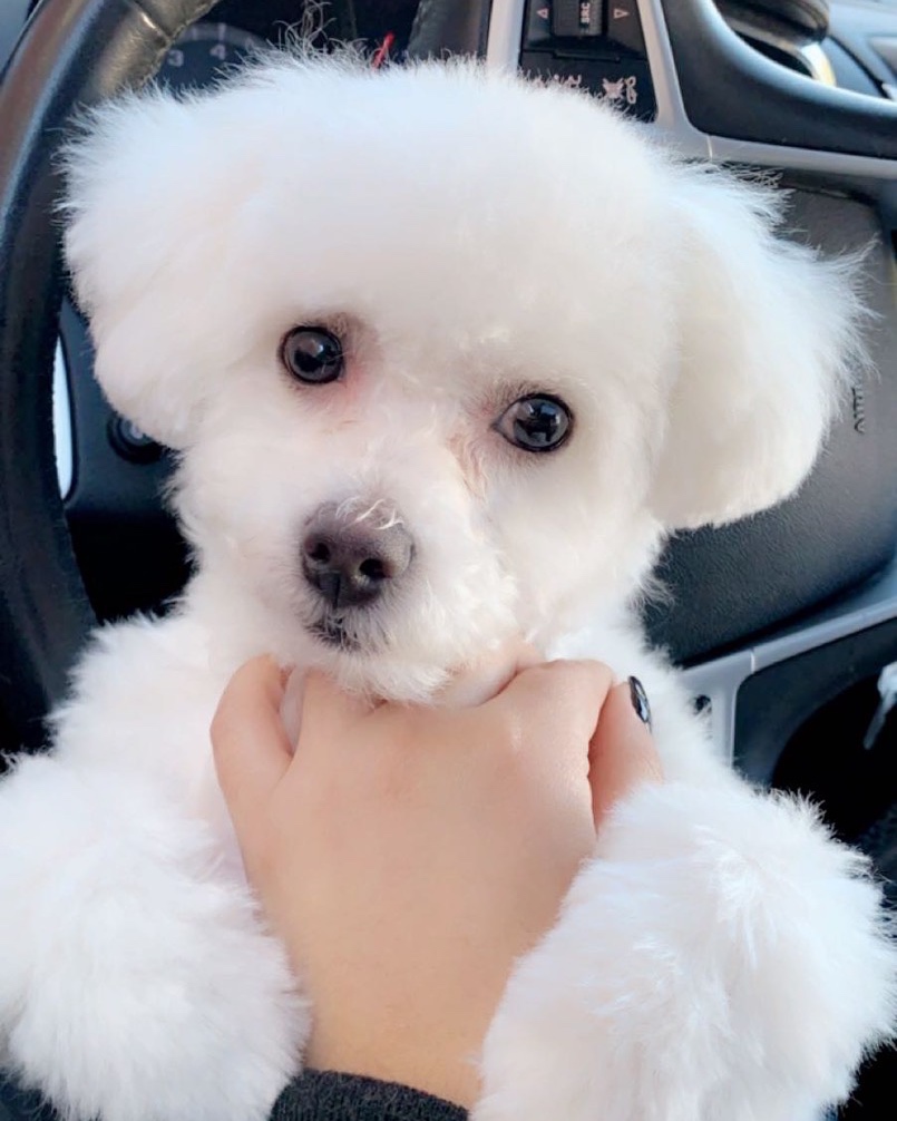 Fashion bichon mini