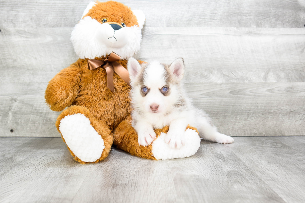 Friendly Pomsky Baby