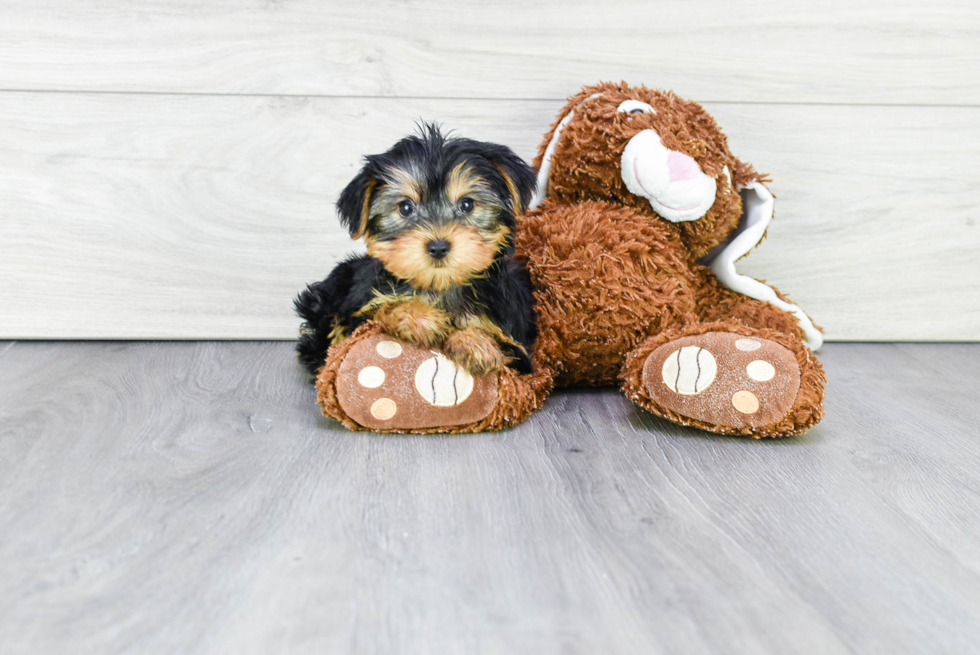 Meet Joey - our Yorkshire Terrier Puppy Photo 