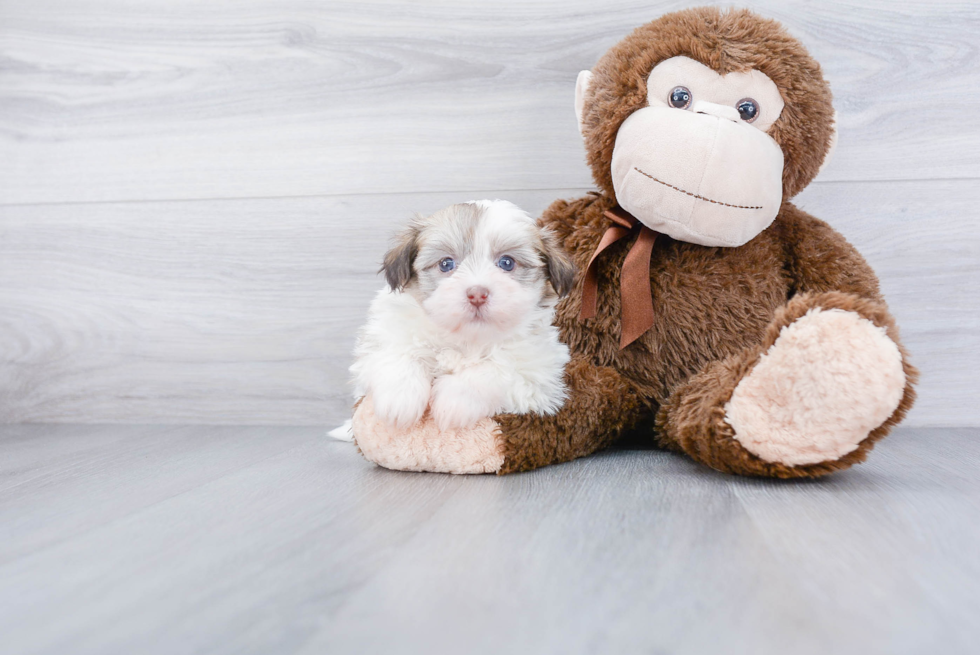 Friendly Havanese Baby