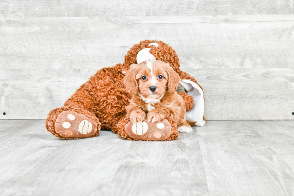 Cavapoo Pup Being Cute